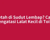 Betah di Sudut Lembap? Cara Mengatasi Lalat Kecil di Toilet